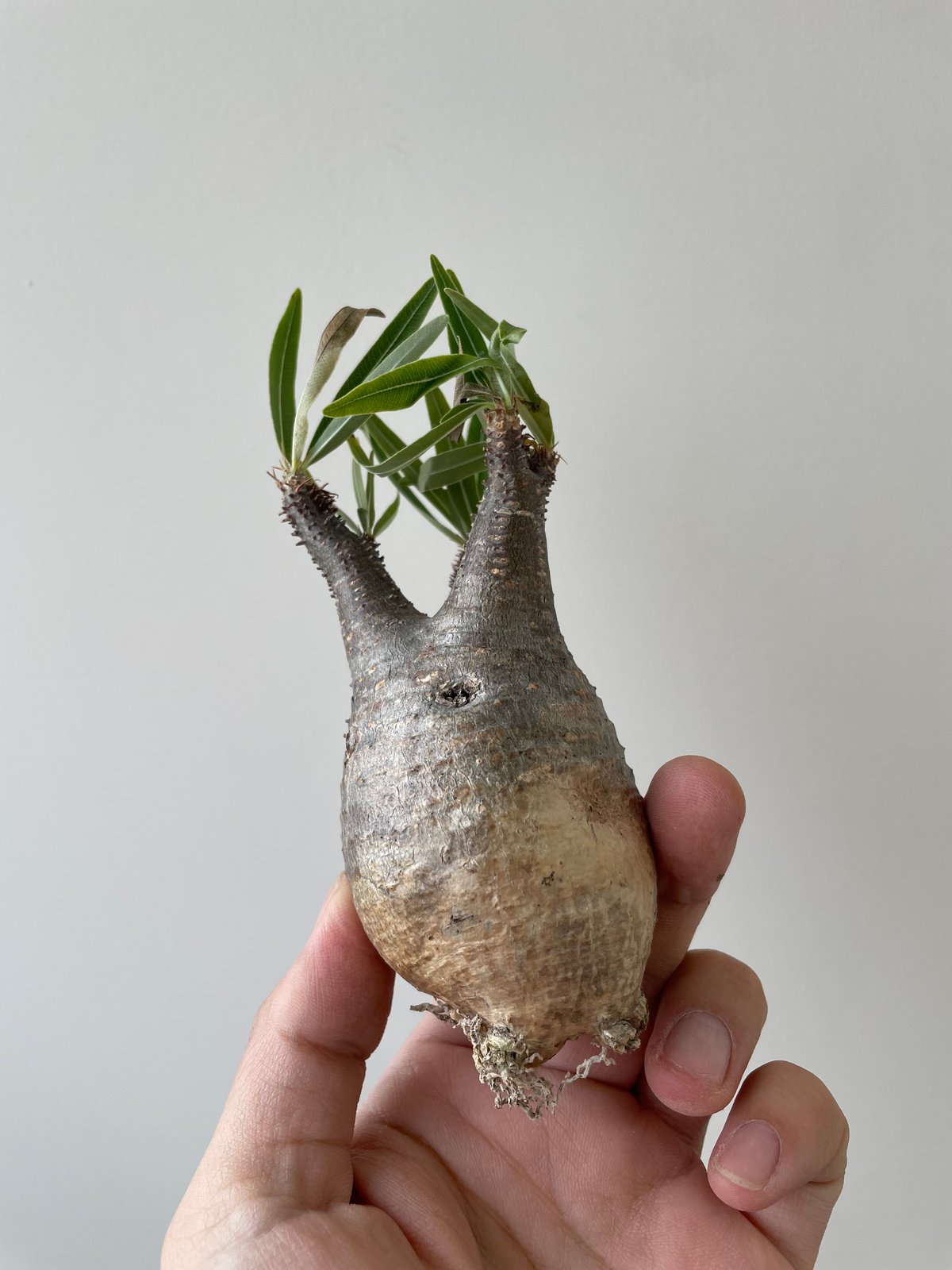 春の植え替え・発根チャレンジセット】グラキリスベアルート&グラ専鉢