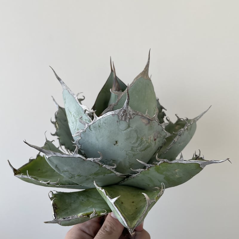 アガベ チタノタ 黒犀牛 良血統 【公式通販】