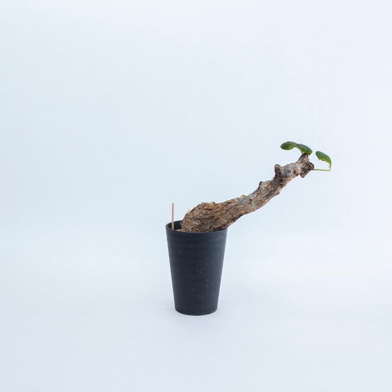 新着】Commiphora guidotti【高騰中の人気灌木】コミフォラ 新着】Commiphora guidotti【高騰中の人気灌木】コミフォラ