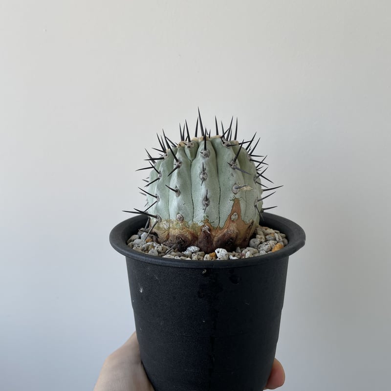 Copiapoa cinerea【黒王丸・輸入球 手乗りの可愛い】コピアポア ...