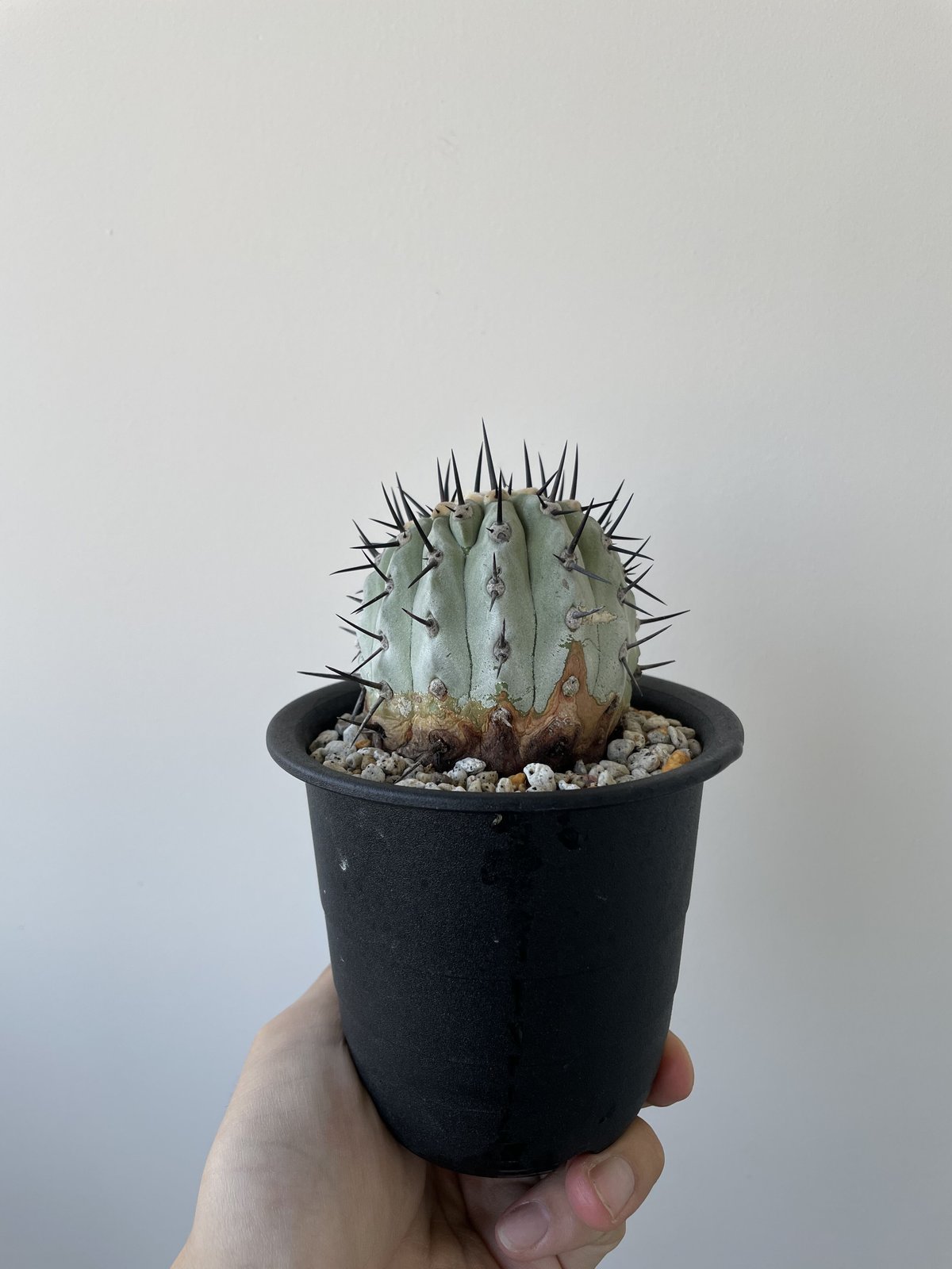 Copiapoa cinerea コピアポア シネレア  黒王丸 SRL