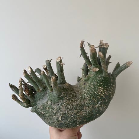 スピノーサ | STORES