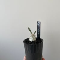 青坊主3周年記念グラ専鉢【VALIEM別注】 | 青坊主-aobouzu- | 塊根植物