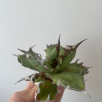 アガベ スーパーチタノタ　Agave super titanota アガベ・スーパーチタノタを手に入れた！ | すごいグリーン
