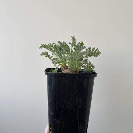 【新着】Pelargonium appendiculatum 2【コスパ良し・冬型の塊根植物】ペラルゴニウム アッペンディクラツム
