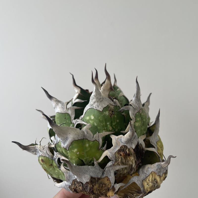 agave フラワー・ガーデニング アガベオテロイオアハカ