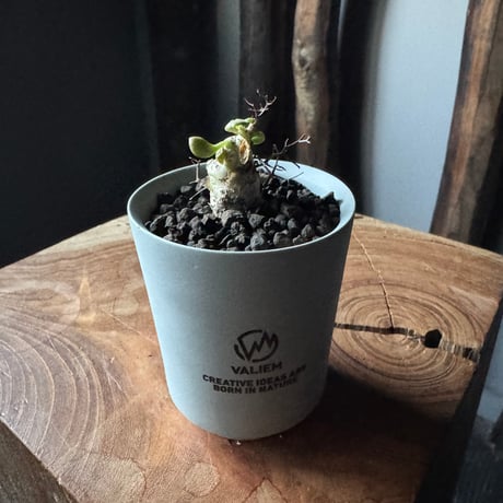 チレコドンレティキュラーツス | STORES