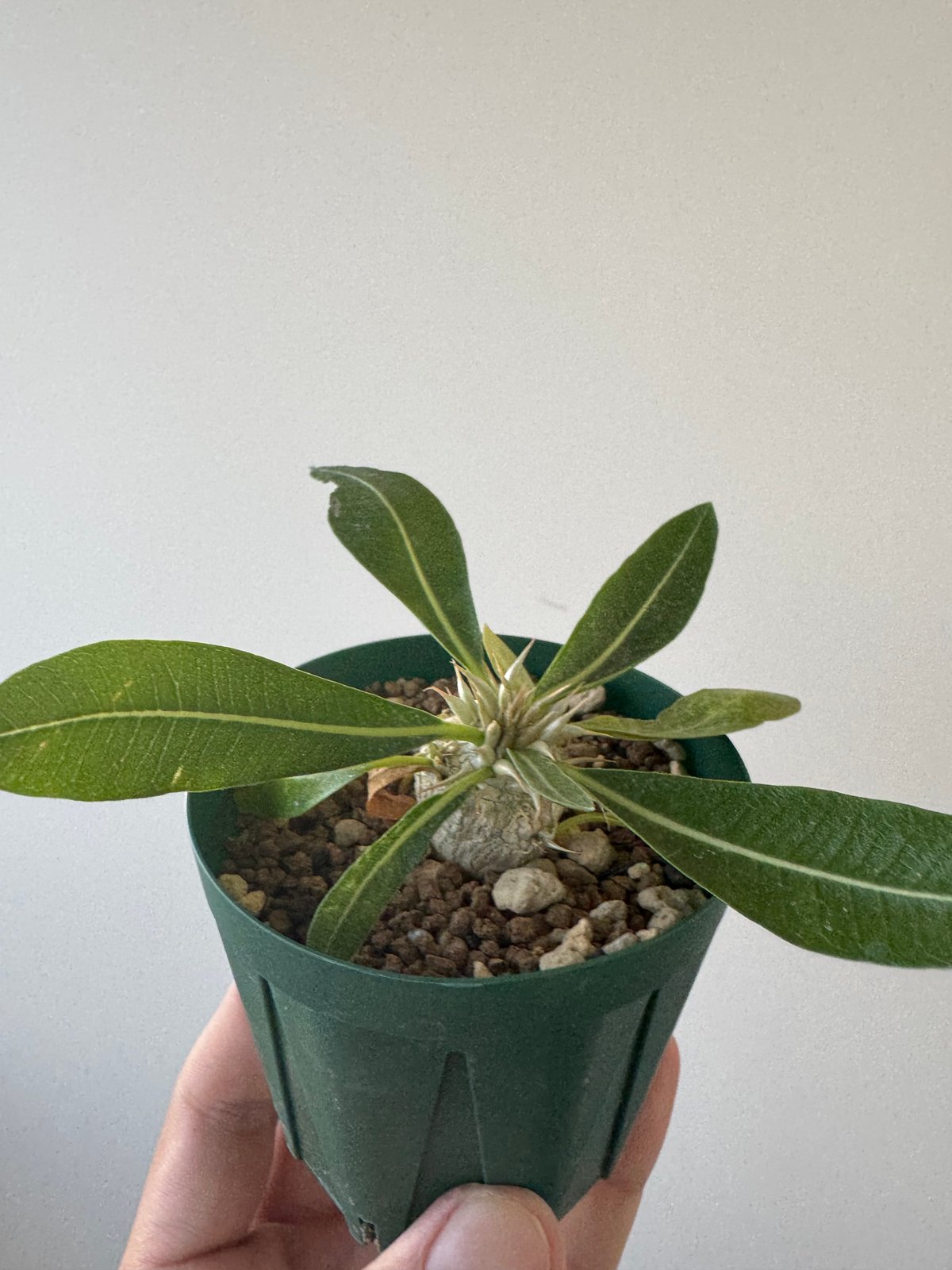 ●レア種 現地株 Pachypodium enigmaticum. 新作】Pachypodium enigmaticum【激レア品種】パキポディウム