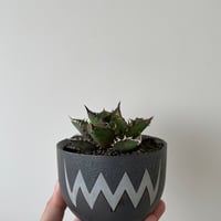 アガベ チタノタ スーパーボール インドネシア株 子株付き 新着】Agave titanota スーパーボウル【インドネシア産・発根