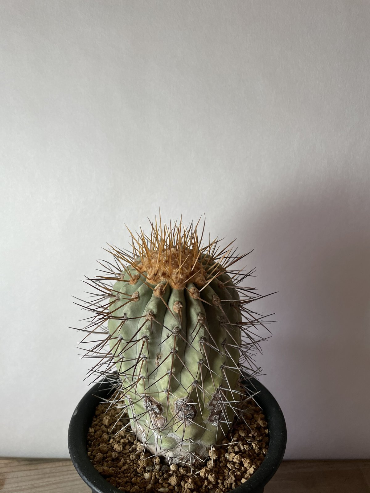 【極上逸品】Copiapoa gigantea 現地球【カキコ国内作り込み・発根済み】