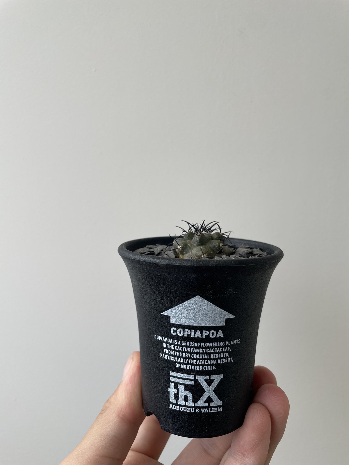 新着】Copiapoa griseoviolacea 栗星玉 × AOBOUZU&VALIE