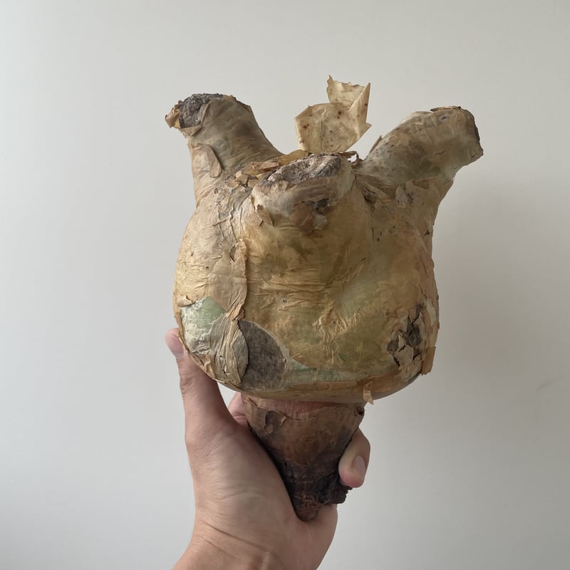 キフォステンマウターマクロプス　塊根植物 約35cm 発根済み　鉢付き キフォステンマウターマクロプス塊根植物 約35cm 発根済み鉢付き