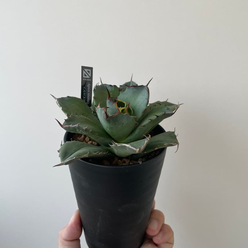 新着】Agave titanota fo076 CANCER【新潟産アガベ の最高峰】N P