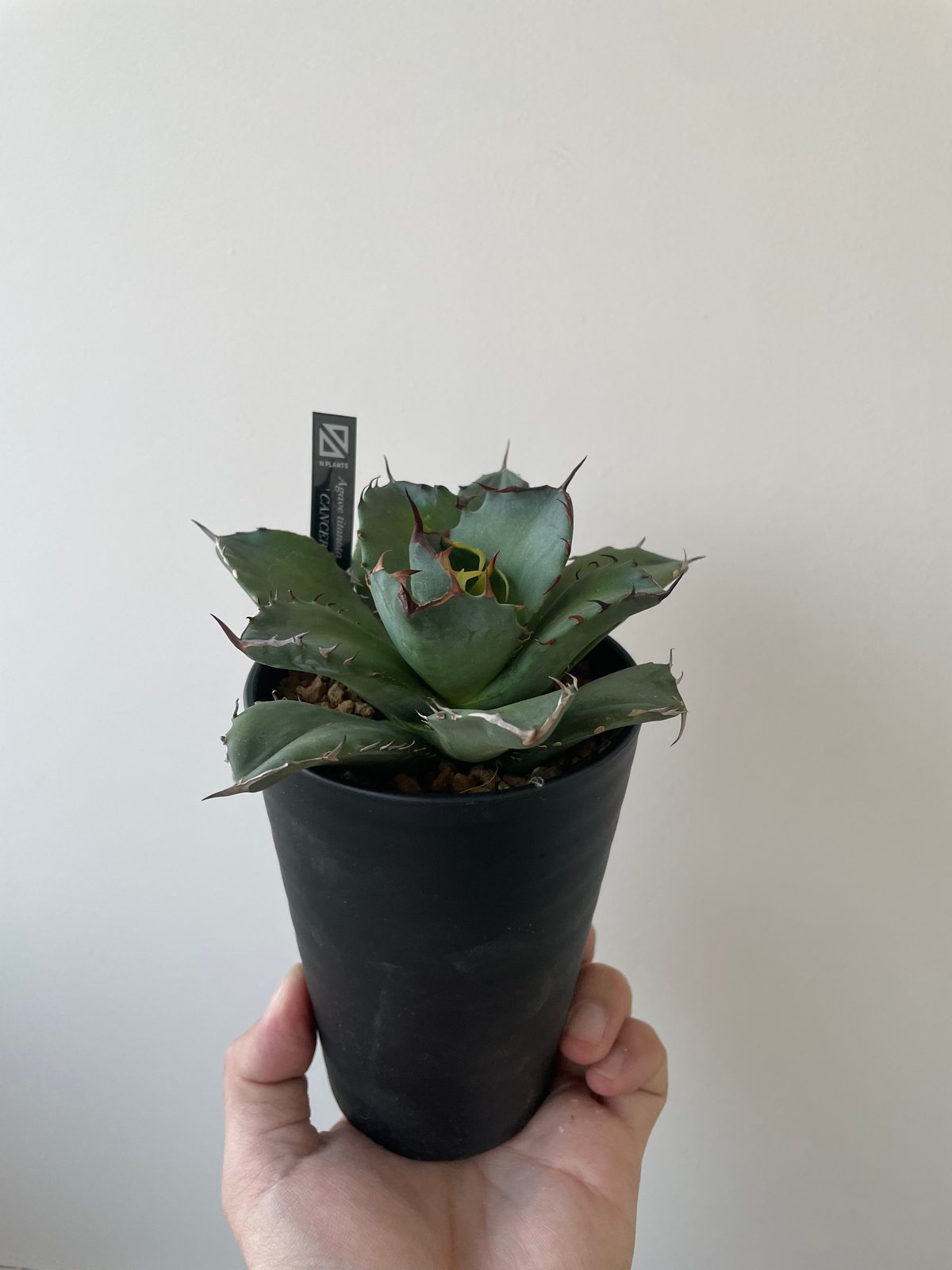新着】Agave titanota fo076 CANCER【新潟産アガベ の最高峰】N P
