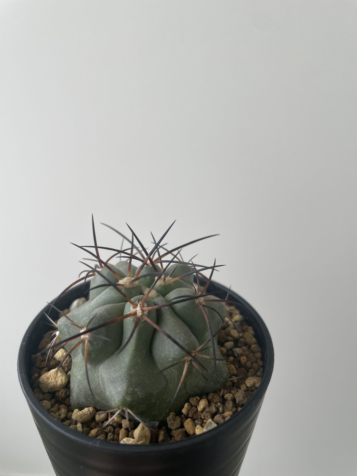 兄貴様 サボテン コピアポア ストレプトカウロン マルギナータ 兄貴様 サボテン コピアポア ストレプトカウロン マルギナータ 【公式