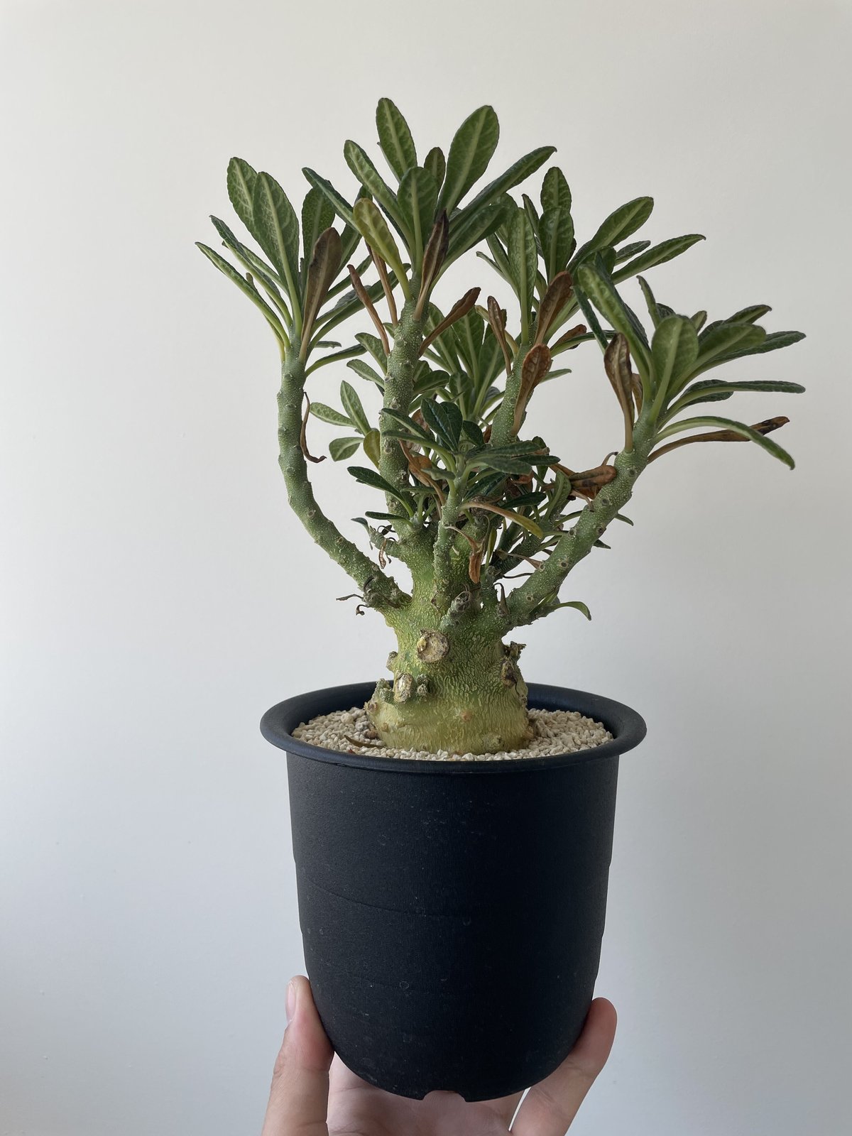 新着】Dorstenia gigas【枝ぶり塊根部、最高峰の中型株】ドルステニア 