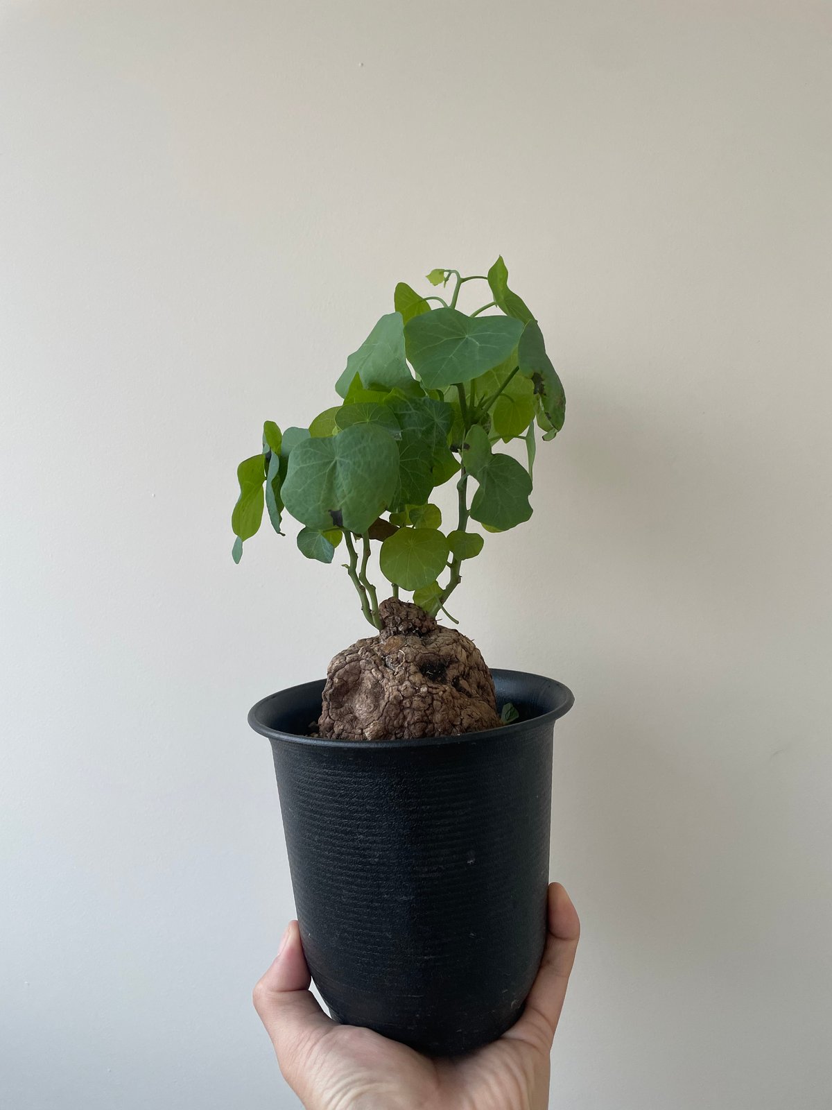 新着】Stephania suberosa 【東南アジアの塊根植物】ステファニア