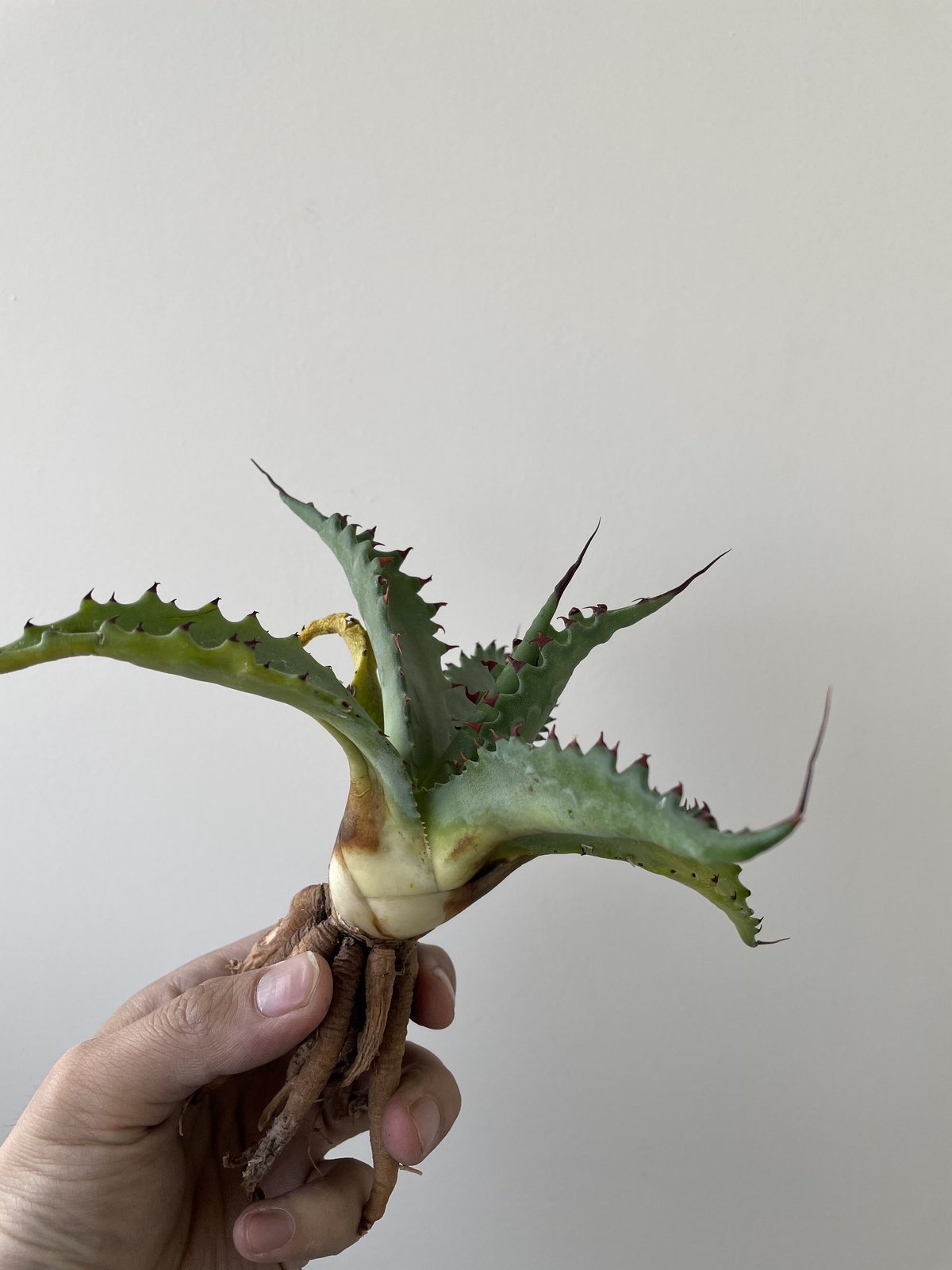 s*i様 アガベ ジェントリー ジョーズ gentryi Jaws ＵＳ輸入株 アガベ ジェントリー ジョーズ／agave gentryi Jaws no.10362