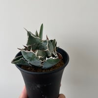 新着】Agave titanota 雷雪【N PLANTS産の極上苗】アガベ チタノタ |