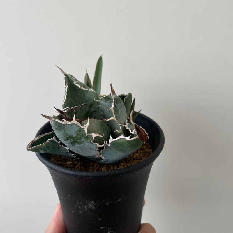 新着】Agave titanota black and blue 【発根済のコンパクト作り