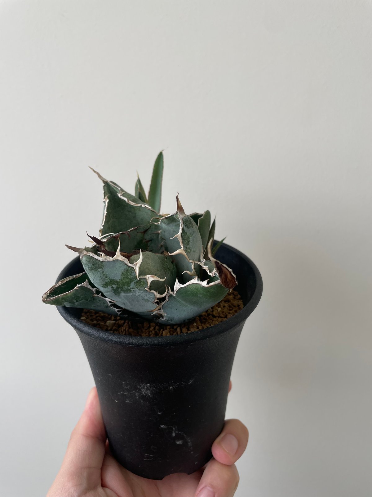 アガベ チタノタ ノーネーム コンパクト 20231125 アガベ・チタノタ