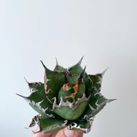 アガベ スーパーチタノタ　Agave super titanota 新着】agave 