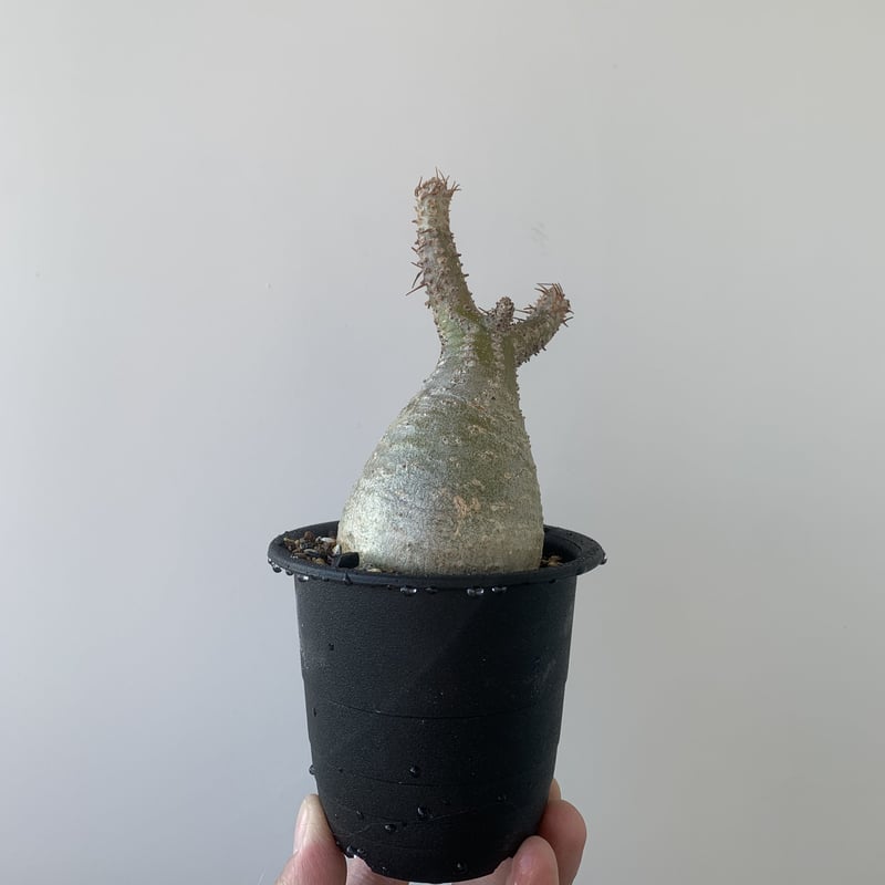 発根済み】 パキポディウム グラキリス 鉢のまま配送 現地球 サイズ中