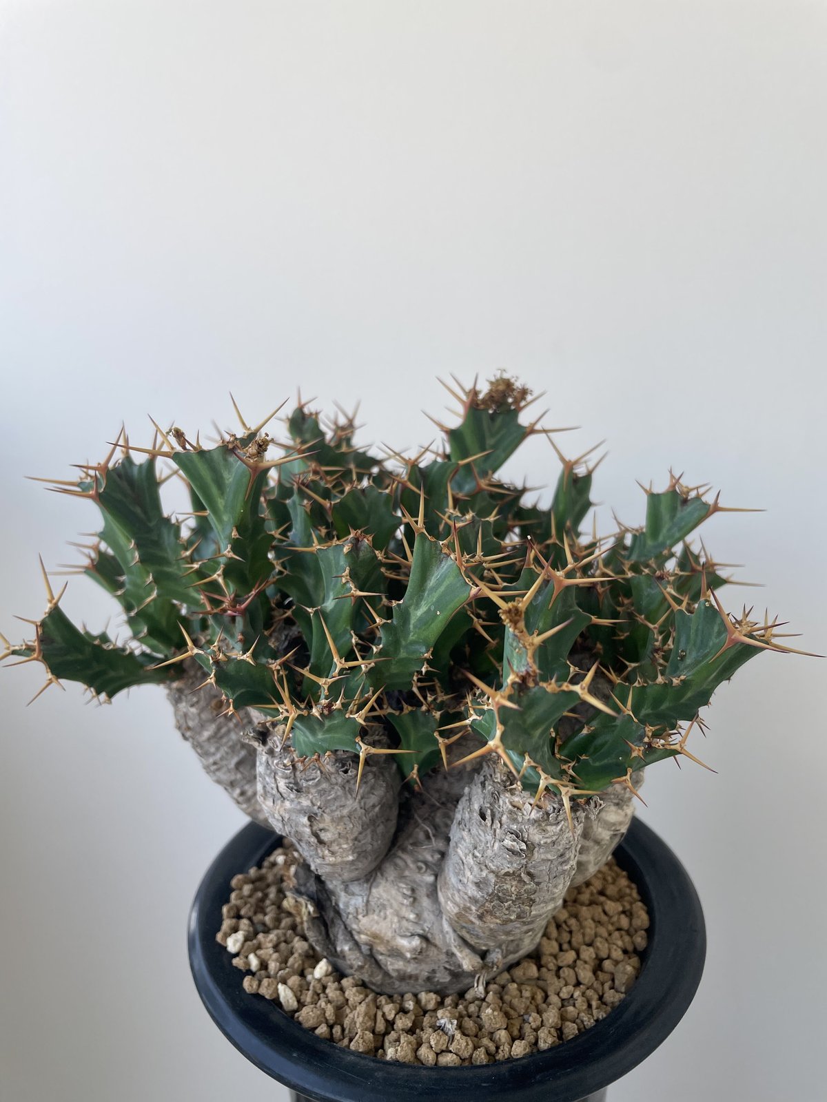 ユーフォルビア クラビゲラ 子株3 - 植物/観葉植物