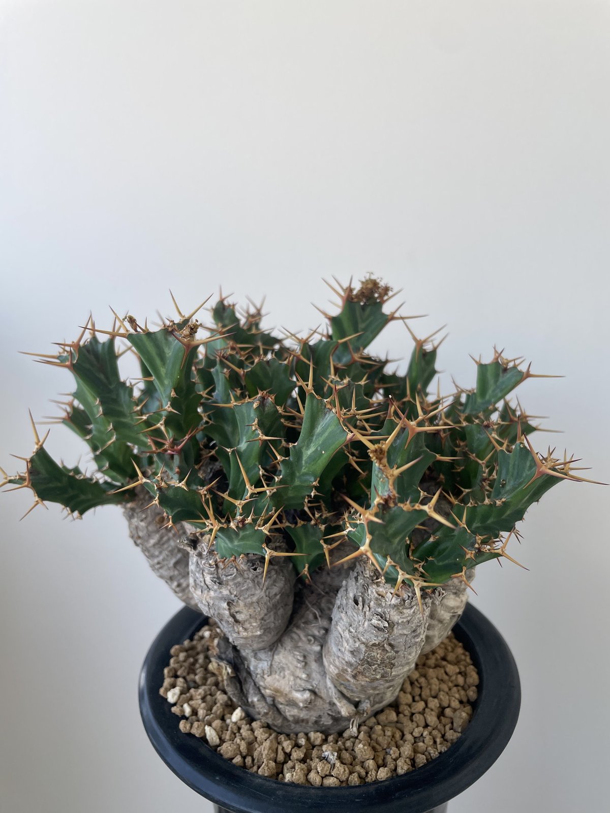 新着】Euphorbia clavigera【最高な樹形】ユーフォルビア クラビゲラ