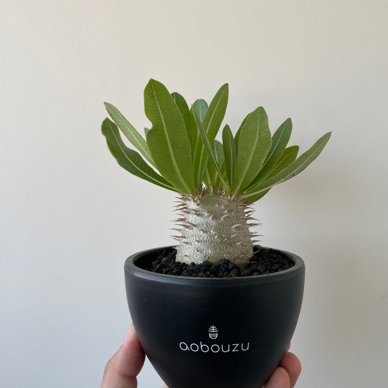 パキポディウム アンボンゲンセ選抜良型実生