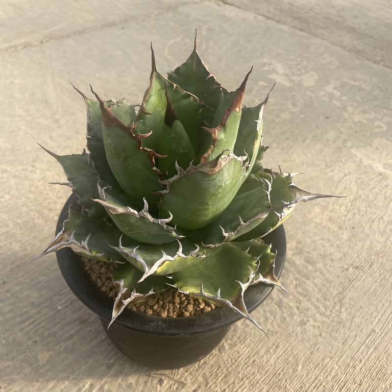 アガベチタノタ ノーネーム ② 裏棘あり 国内外の人気集結 アガベ 子株