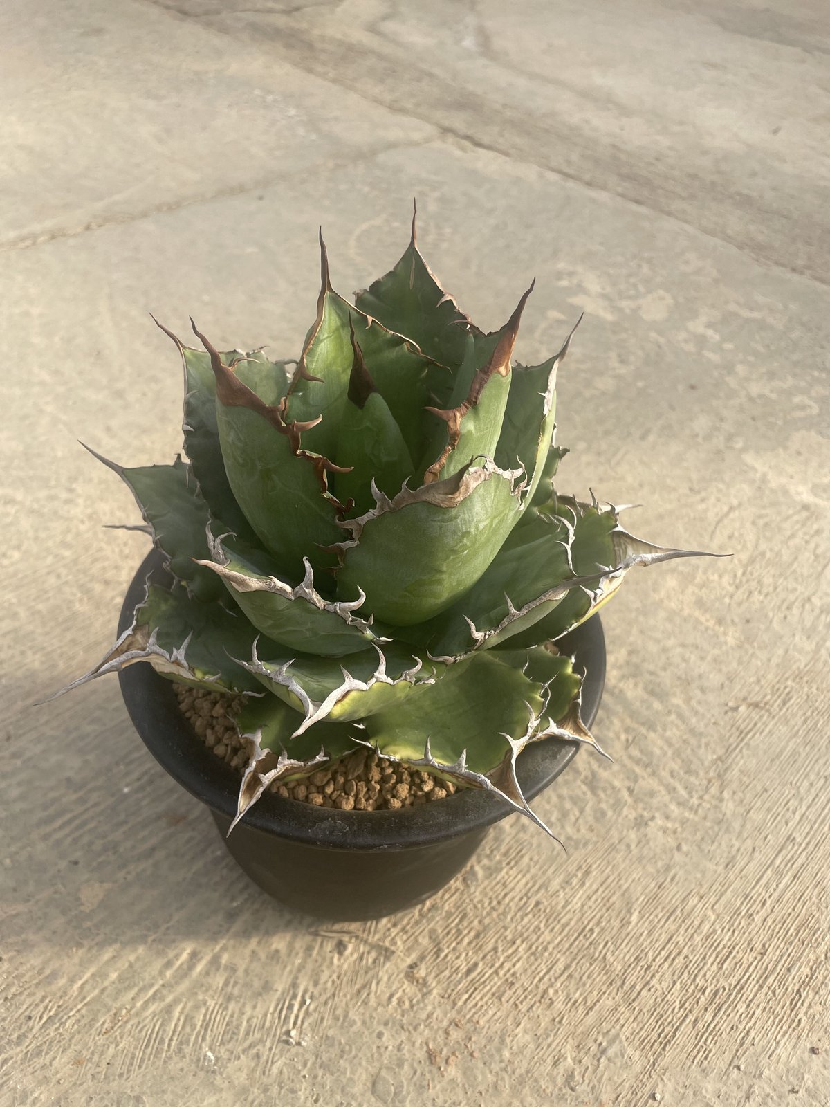 Agave titanota 名前無しの選抜株【子株を一株のみ販売】アガベ