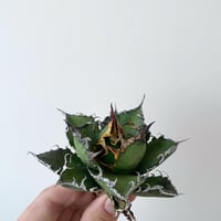 新着】Agave OTEROI SICILIANA【最高の国内TC苗】アガベ オテロイ シチ