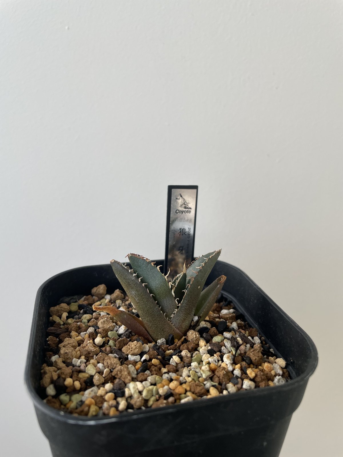 【新着】Agave titanota 狼牙 Special clone 【日本産アガベの激レア品種】