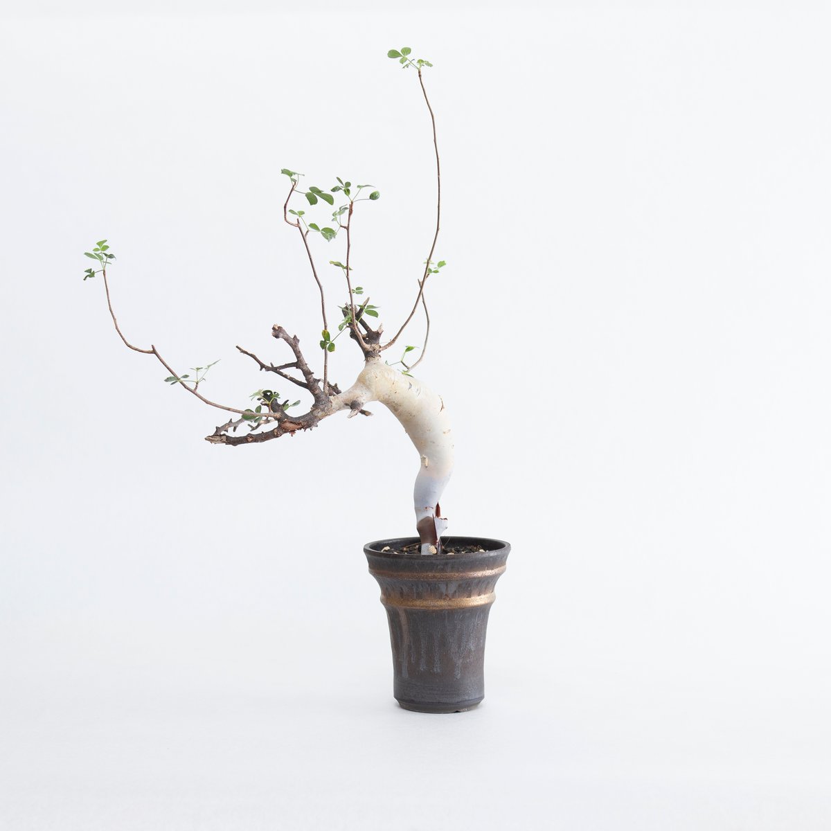 極上品】Commiphora kataf × deracine factory【店主コレクシ...