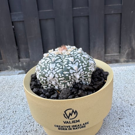 コピアポア | STORES