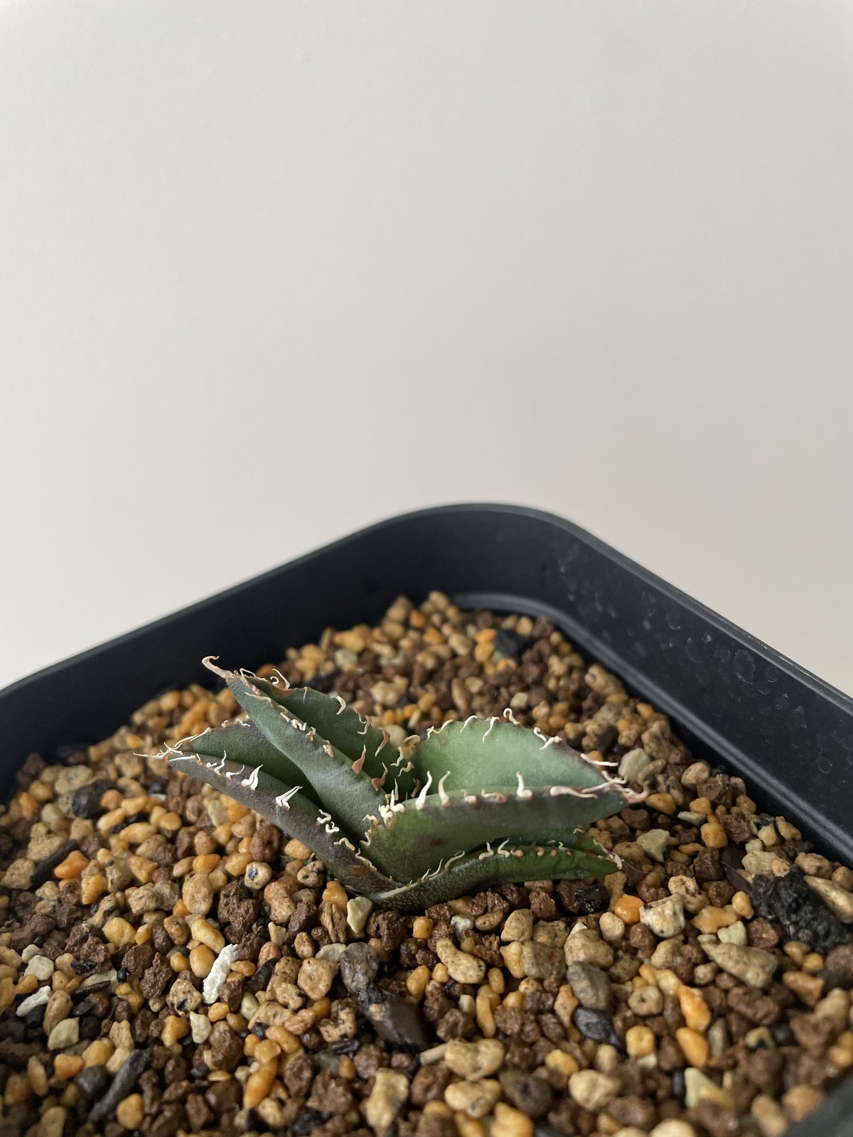 アガベ　イタリアメリクロン イタリアメリクロン アガベ チタノタ オテロイ チタノタ（オテロイ