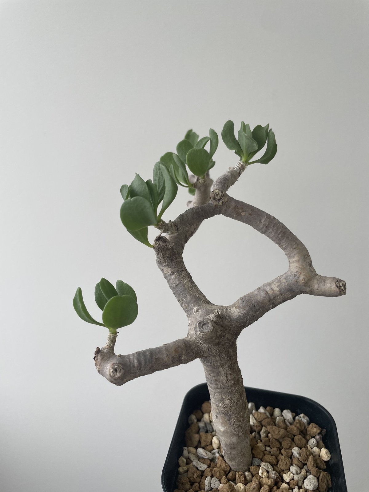 新着】Othonna furcata 【白肌美しい冬型の塊根植物・去年からの管理