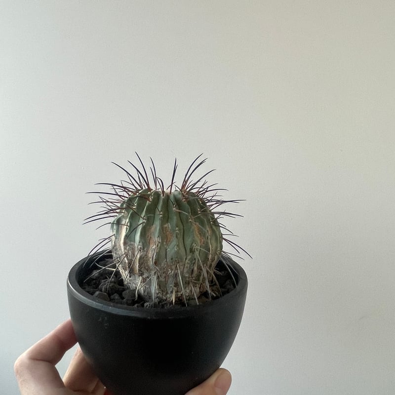 新着】Copiapoa cinerea v. dealbata【黒士冠 】 コピアポア デア 新着】Copiapoa cinerea v. dealbata【黒士冠 】 コピアポア デア