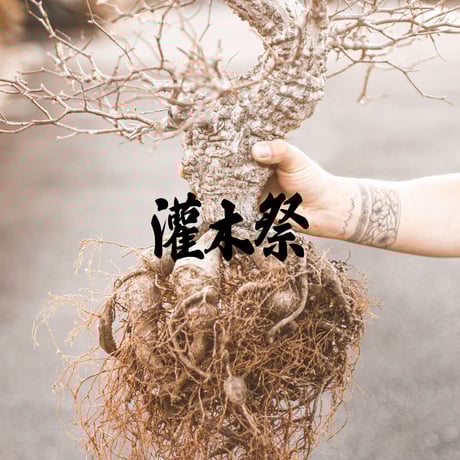 チャッピー　観峰玉 フォークイエリア・コルムナリス（観峰玉） | 多肉植物・特別な
