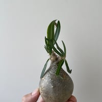 青坊主3周年記念グラ専鉢【VALIEM別注】 | 青坊主-aobouzu- | 塊根植物