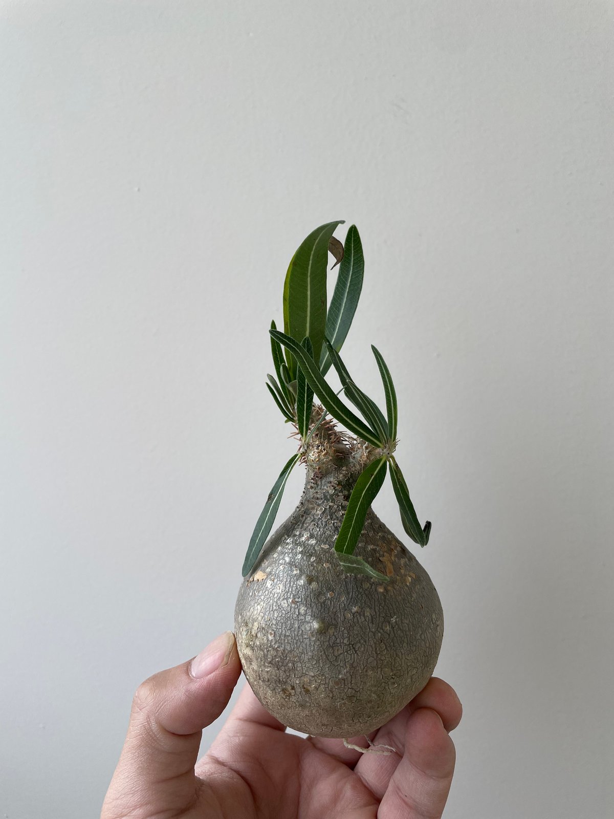 グラキリスベアルート発根済み※1月中発根鉢ごと発送