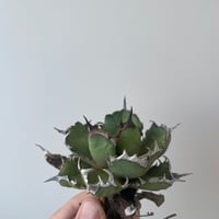 新着】Agave OTEROI SICILIANA【最高の国内TC苗】アガベ オテロイ シチ