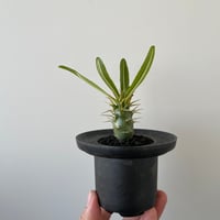 青坊主3周年記念グラ専鉢【VALIEM別注】 | 青坊主-aobouzu- | 塊根植物