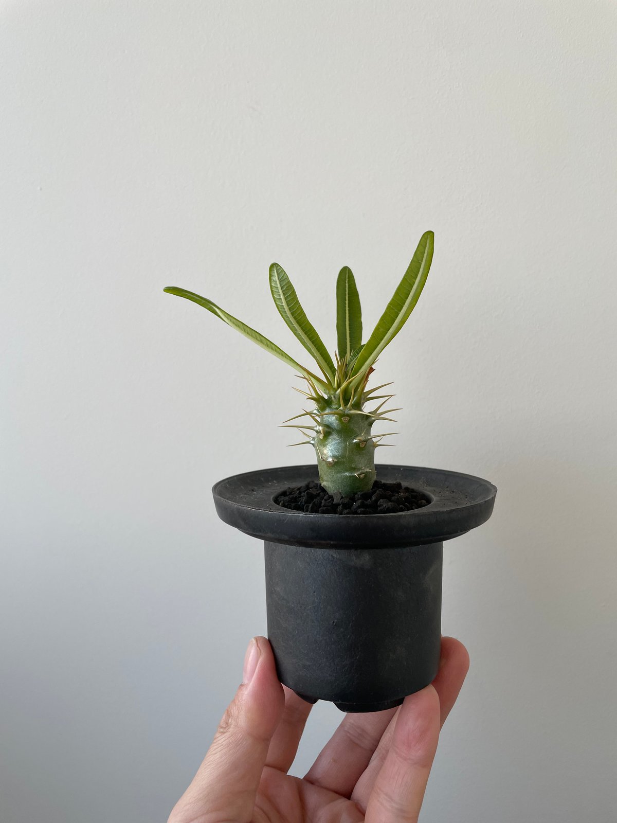 種子】パキポディウム アンボンゲンセ ＋‪α ぶ*た様 種子50粒‬