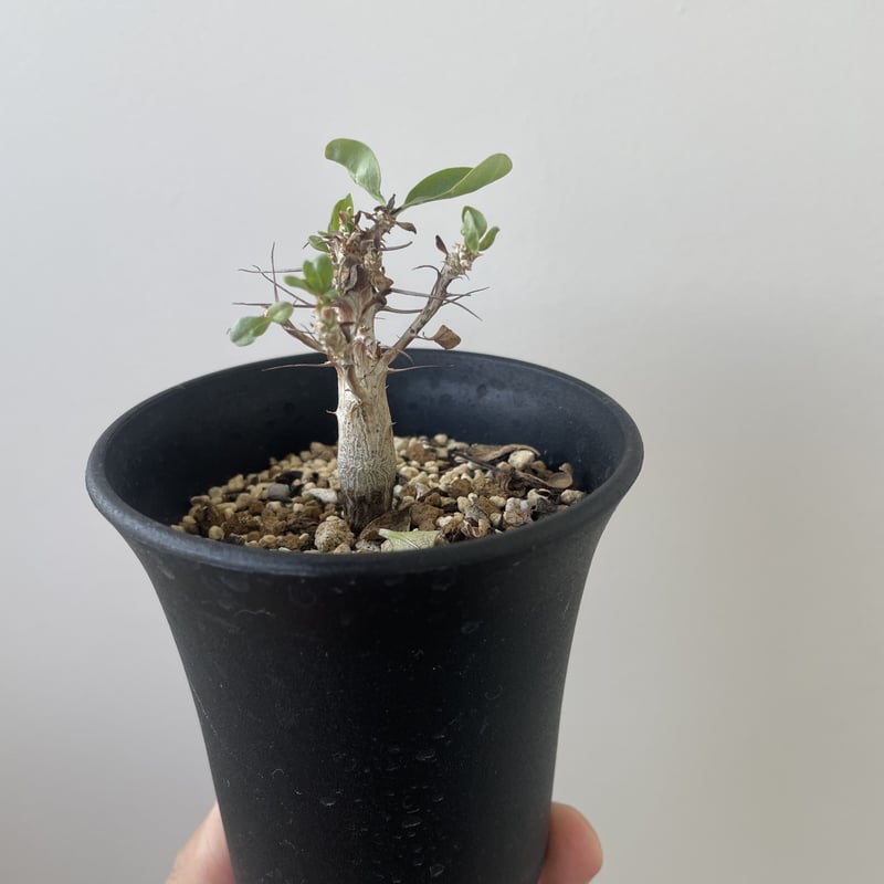 新着】Fouquieria columnaris 観峰玉【バランス良しな冬型塊根