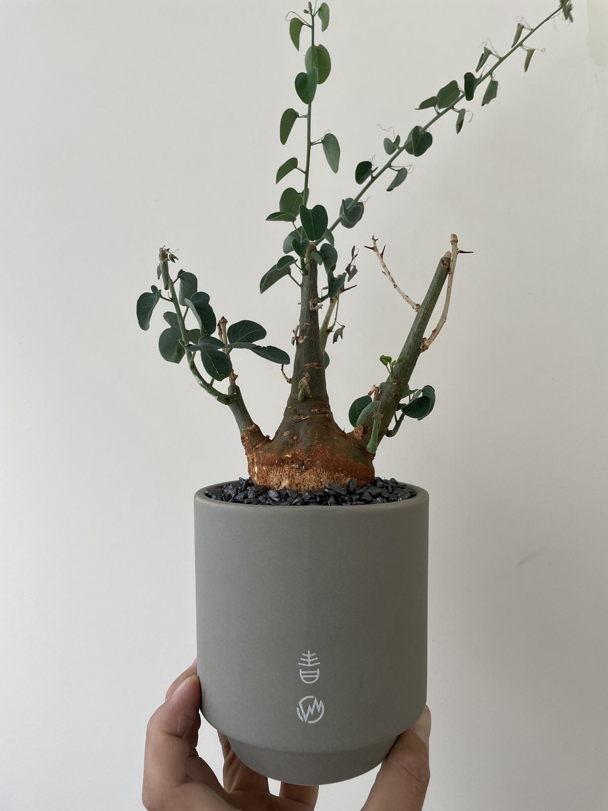 【超大株】アデニアスピノーサ　現地球　発根済み　株パンパンです 超大株】アデニアスピノーサ現地球発根済み株パンパンです