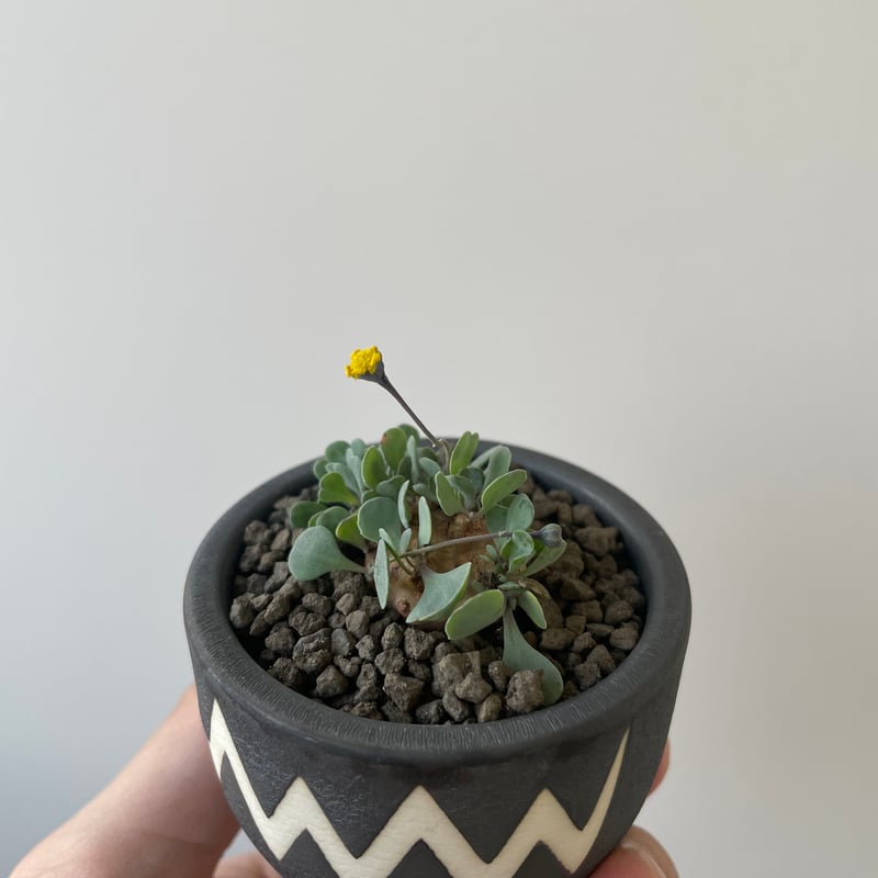 新着】Othonna cacalioides × VALIEM BABY【超希少種の現地株】