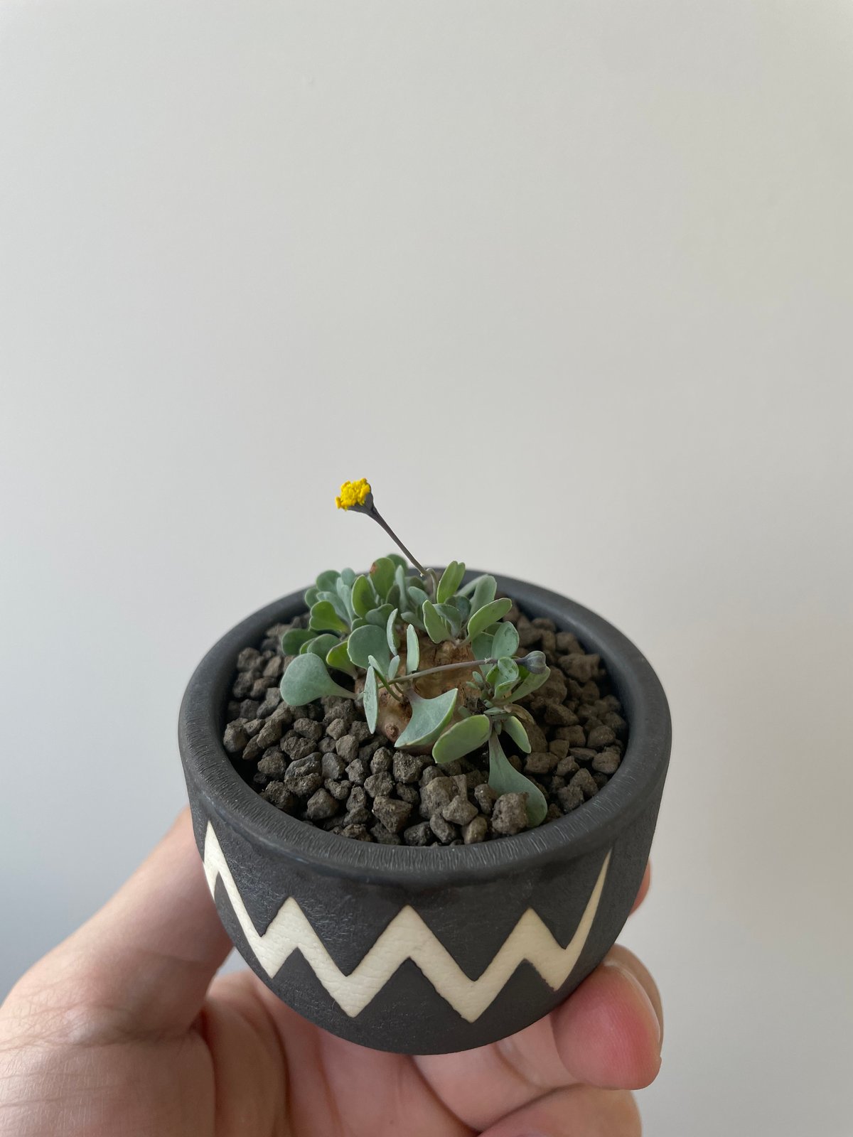 新着】Othonna cacalioides × VALIEM BABY【超希少種の現地株】