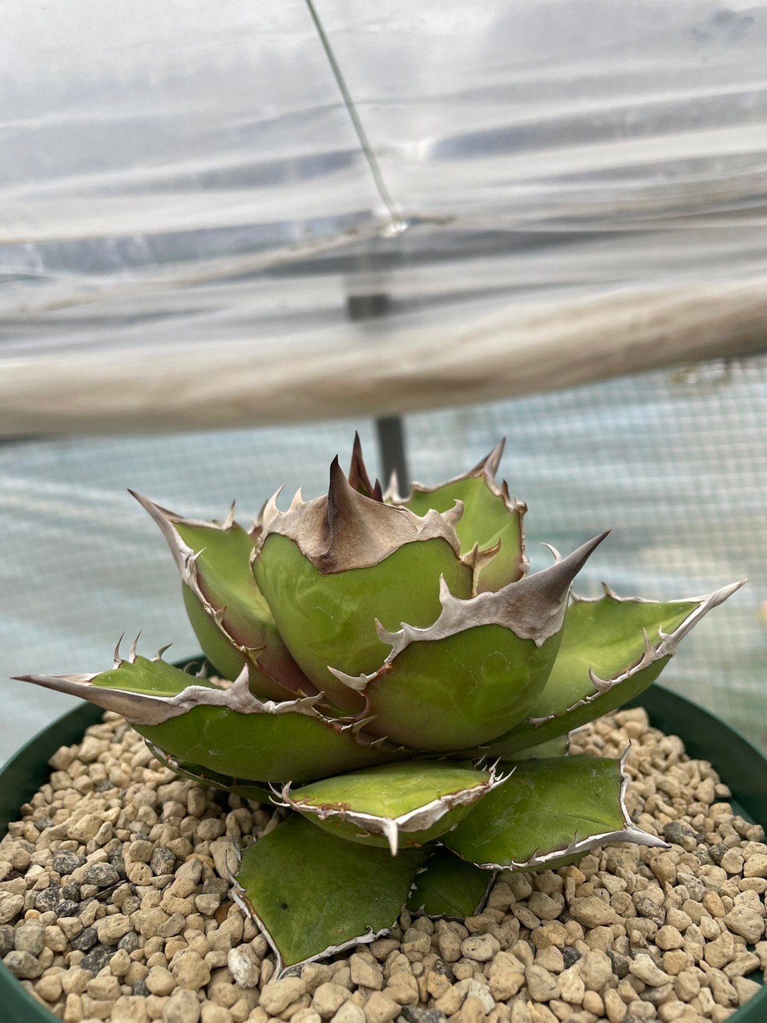 スーパーチタノタ カクタスグリーン アガベ スーパーチタノタ